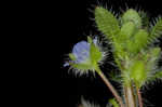 Ivyleaf speedwell